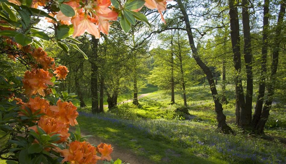 Virginia Water Walk