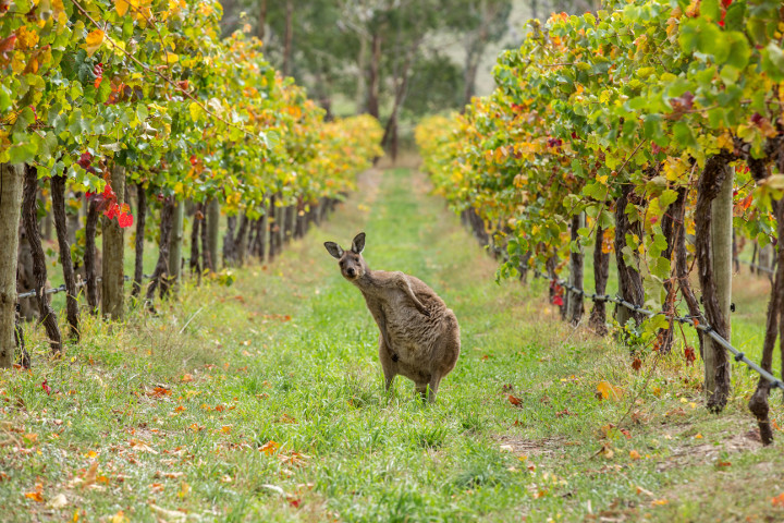 Wildlife in the vines